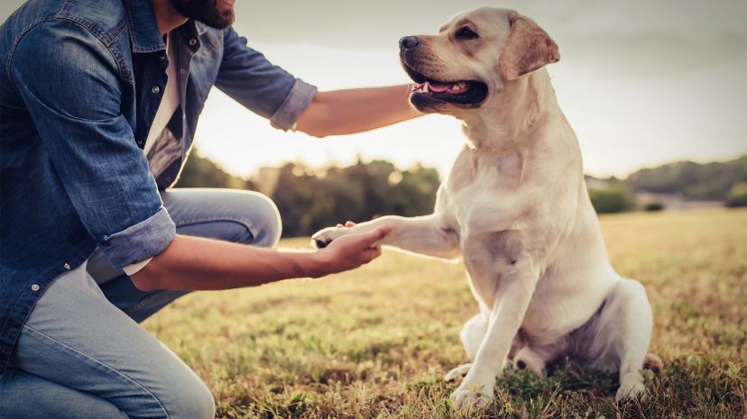 Leia mais sobre o artigo O que Acontece com seu Pet Quando Você Não Está Mais Aqui?